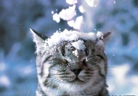 25 котиков, которые радуются снегу и не стесняются демонстрировать свои эмоции