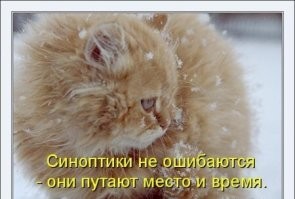 25 котиков, которые радуются снегу и не стесняются демонстрировать свои эмоции