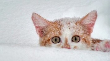 25 котиков, которые радуются снегу и не стесняются демонстрировать свои эмоции