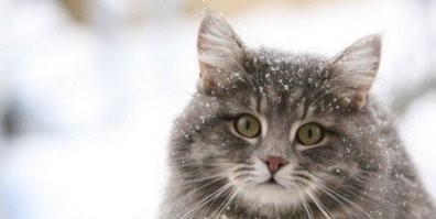 25 котиков, которые радуются снегу и не стесняются демонстрировать свои эмоции