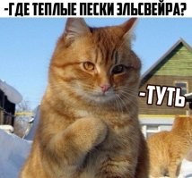 25 котиков, которые радуются снегу и не стесняются демонстрировать свои эмоции