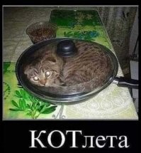 25 мест в доме, где могут неожиданно обнаружиться котики и порадовать своим видом хозяина