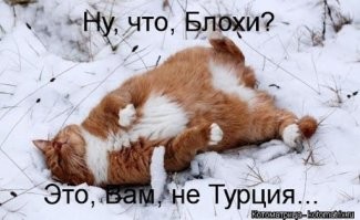 25 котиков, которые радуются снегу и не стесняются демонстрировать свои эмоции
