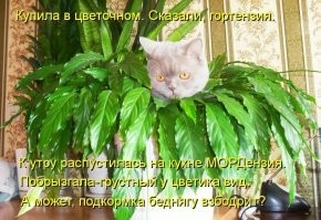 25 выразительных котиков, взявших на себя сложные обязанности и с блеском с ними справившихся