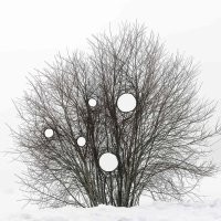 Нет, это древний арт проект этого чудака. Он любит манипулировать с природой.