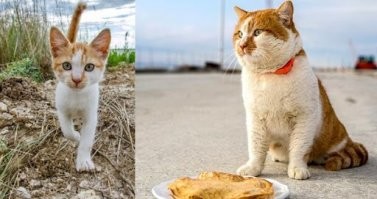 жысь удалась)