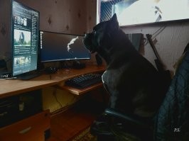 16 собак, которые жили очень счастливо, пока в доме вдруг не появился ещё один пёс