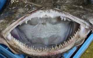 остается только догадываться сколько дерьма на этих зубах...