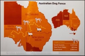 «Забор Динго» – причины возведения самого длинного заграждения в мире и последствия этого решения