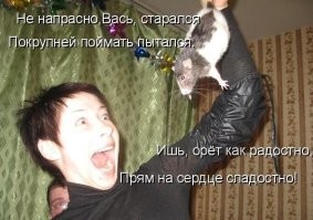 25 снимков, доказывающих, что братья наши меньшие настоящие профи в части дурачеств