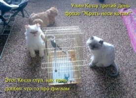 25 снимков, доказывающих, что братья наши меньшие настоящие профи в части дурачеств