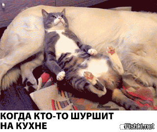 Каким звуком можно позвать кота