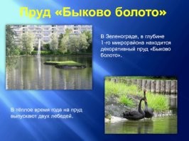 Первый водоём Зеленограда. Пруд «Быково болото» в разные годы (1960-2024)