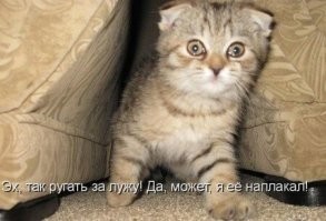 25 животных, которые в совершенстве овладели искусством демонстрации чувств вины, тоски и грусти