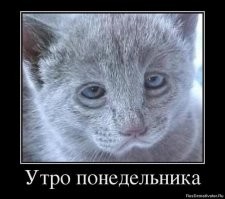 25 животных, которые в совершенстве овладели искусством демонстрации чувств вины, тоски и грусти