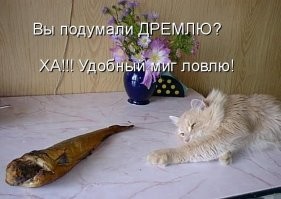 25 озорных котиков, без которых мир не был бы таким прекрасным