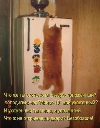 25 озорных котиков, без которых мир не был бы таким прекрасным