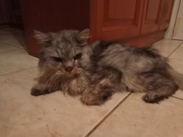 У меня в ноябре умер такой же кот. Семнадцать с половиной лет ему было. Нашли на улице котенка, вырастили. Это его последнее фото... Тринадцать лет для домашнего кота - средний возраст, даже не пожилой.