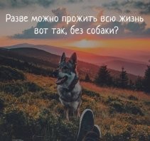 Нескучная жизнь с собаками