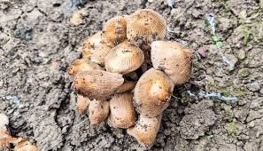 Поганки растут на старых гнилых пнях