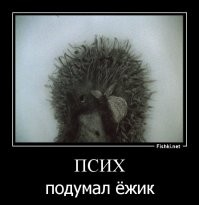 Психические расстройства у животных: тёмная тема, о которой совсем не пишут