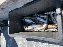 У них 2 вида окраса , атлантическая что на фото и есть из северного там она темного цвета .