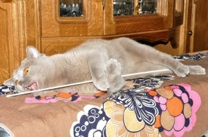 Мася передаёт привет Фишкам.