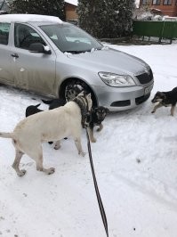 раз залить гелевым баллончиком, что хозяина, что собаку, кидающуюся на всех подряд. ибо мусор - оба. 
у меня аргентинец был, на мелочь вообще не обращал внимания. от слова вообще.
