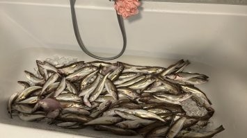 Первое фото с головой второе уже расфасовал по 10 рыбок и так 2 ванны пришлось наполнять (( начал в 8 вечера закончил в 11 ночи .