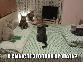 Не ищите здесь смысл. Здесь в основном маразм