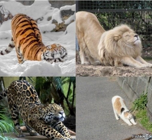 Все котики одинаковые.