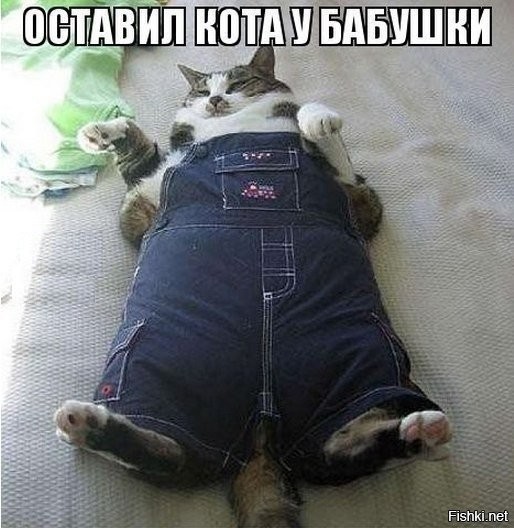 Все котики одинаковые.