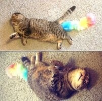 20 мурлык, которые легко воплощают самые разные образы и превращают дом в театр