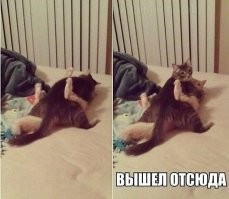 18 тестов на внимательность от мастеров маскировки