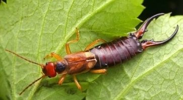 Мозг через ухо она захватить может))) (Медведка обыкновенная)