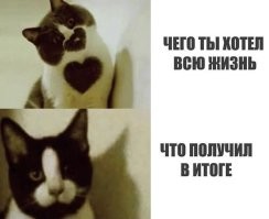 С подвохом: котёнок с необычным окрасом