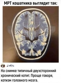Милейший разговор с кошкой