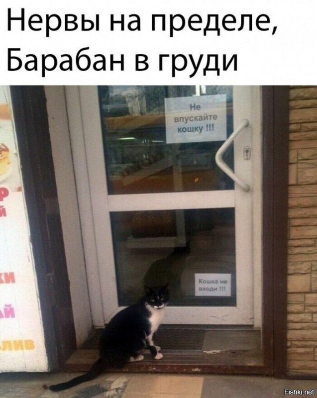 Коты просятся домой после прогулки