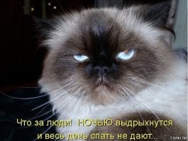 Неспокойная ночь хозяйки кота