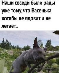 В Приморье на крыше машины везли крупного краба