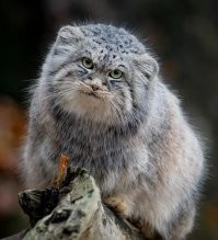 18 невероятно милых животных со&nbsp; всего света