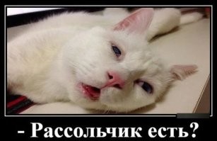 Кот пытается проснуться