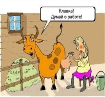 В Сочи беспризорной молодой бык напал на женщину и напугал школьников