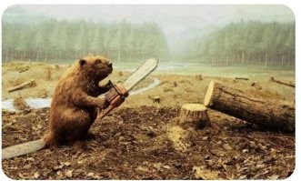 Пусть заведёт себе домашнего питомца. 
Например, бобра.