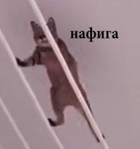 Кошки, которые смеются в лицо опасности