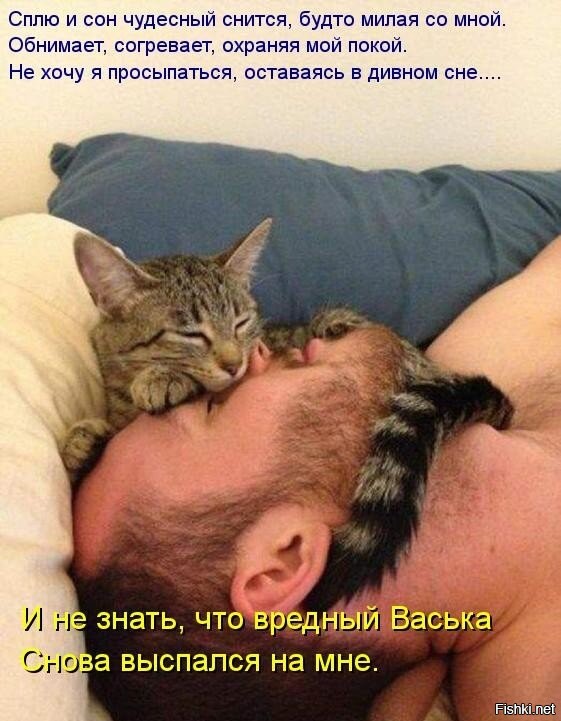 20 пушистых нахалов, которые в буквальном смысле залезли на голову хозяевам
