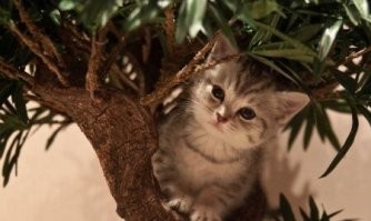 25 питомцев, которых не особенно радуют предстоящие праздники