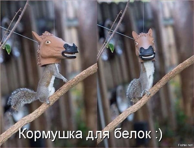 Забавная кормушка для белок