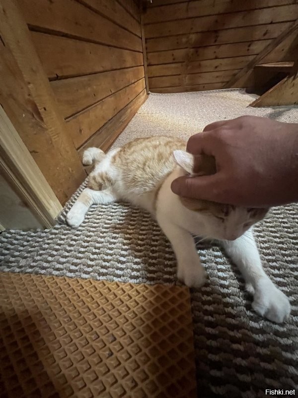 Приехал сегодня на дачу, а тут на участке меня встречает рыжий котейка на трех лапах. Я так думаю, что у меня появился третий кошачий сын.