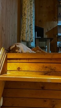 Существо нашло себе дом,